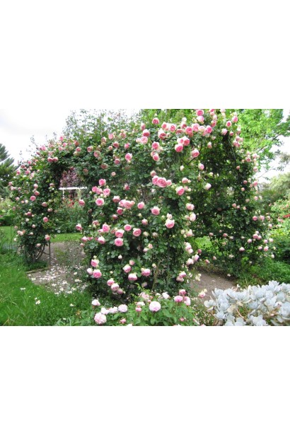 Троянда плетиста Цезарь посадка арка